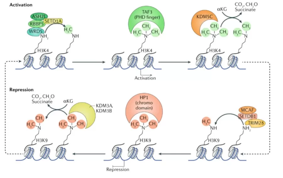 Histone Methylation and Demethylation Modifications